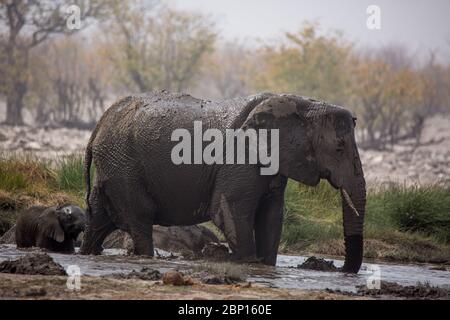 Grande mandria di elefanti che beve acqua e che prende bagni di fango in waterhole con delicatamente toccandosi con tronchi enormi. Africa. Namibia. etosha nat Foto Stock