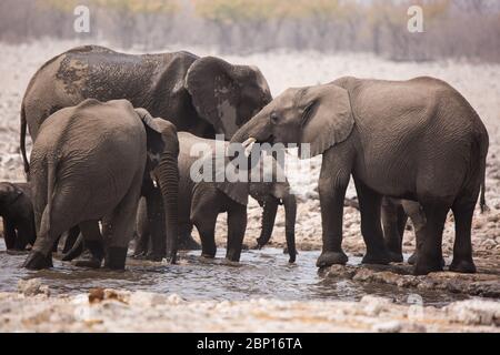 Grande mandria di elefanti che beve acqua e che prende bagni di fango in waterhole con delicatamente toccandosi con tronchi enormi. Africa. Namibia. etosha nat Foto Stock