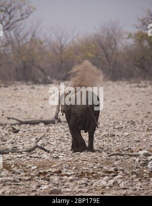 Grande mandria di elefanti che beve acqua e che prende bagni di fango in waterhole con delicatamente toccandosi con tronchi enormi. Africa. Namibia. etosha nat Foto Stock