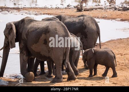 Grande mandria di elefanti che beve acqua e che prende bagni di fango in waterhole con delicatamente toccandosi con tronchi enormi. Africa. Namibia. etosha nat Foto Stock