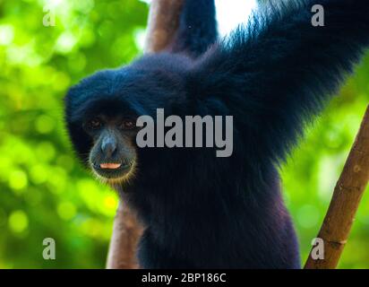 Spider Monkey testa nera punta a lingua fuori Foto Stock