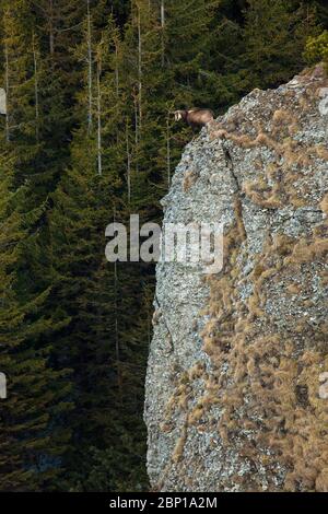 capra selvatica camoscio guardando giù su una grande roccia Foto Stock