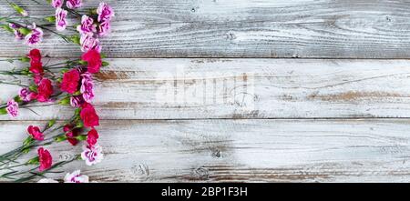 Bordo sinistro dei fiori di garofano su sfondo bianco rustico in legno con spazio per la copia. Vista dall'alto in formato piatto. Foto Stock