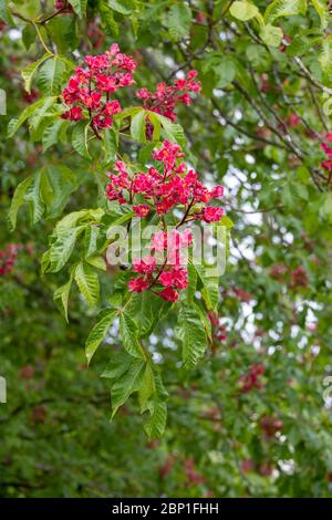 Castana dolce (Castanea sativa) fiorente in primavera Foto Stock