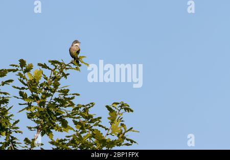 Comune Whitehogat (Sylvia communis) arroccato in un albero e cantare Foto Stock