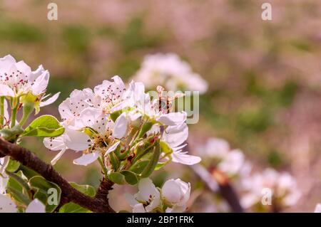 l'ape raccoglie il nettare sul fiore di mela Foto Stock