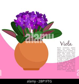 Pianta interna Viola in modello di banner pentola, illustrazione vettoriale Illustrazione Vettoriale