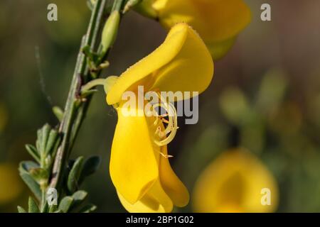 La vista ravvicinata di Cytisus scoparius, la scopa comune o scopa scozzese Foto Stock