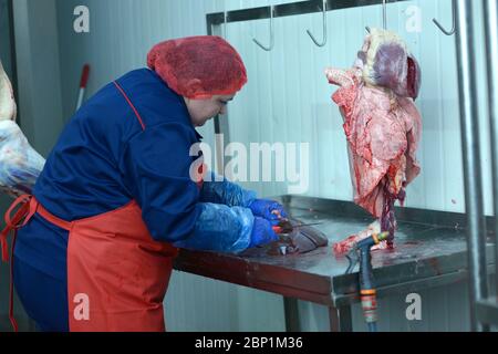 Lavoratrice che taglia il fegato di un animale macellato con un coltello. Reparto di sezionamento delle carni del macello. 24 aprile 2019. Kiev, Ucraina Foto Stock