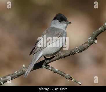 Blackcap, Sylvia atricapilla, maschio, seduto sul ramo Foto Stock