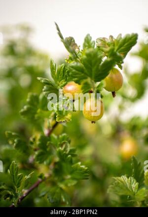 Frutti di bosco di Gooseberry in Devon, UK, maggio 2020 Foto Stock