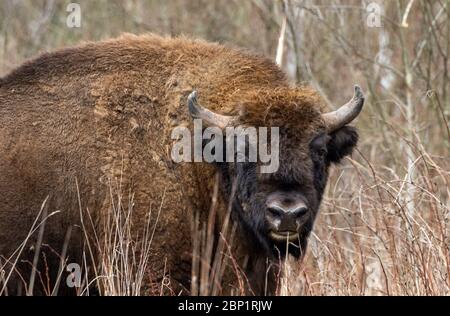 Free Ranging europeo bisonte maschio in primavera, Bialowieza Forest, Polonia, Europa Foto Stock