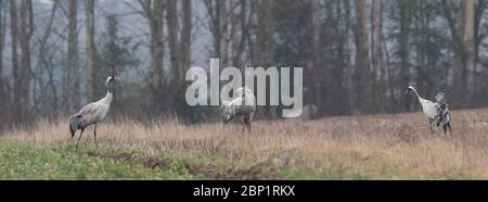 Grus grus comune (Grus grus) in campo contro la foresta offuscata, Podlaskie Voivodato, Polonia, Europa Foto Stock