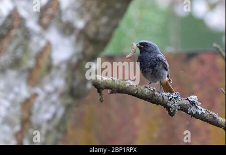 Black Redstart (fenicurus ochruros) con preda di osservazione, Podlaskie Voivodato, Polonia, Europa Foto Stock