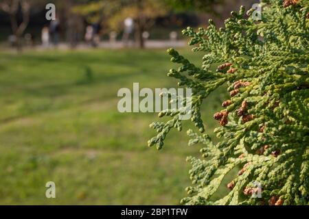 Foto delle foglie dell'albero, che è il Thuja standishii in latino. Primo piano. Foto Stock