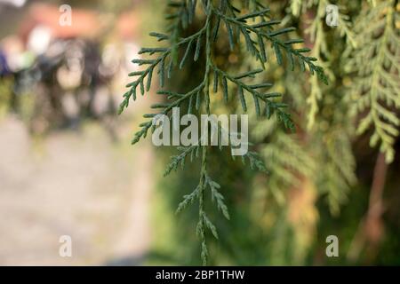 Foto delle foglie dell'albero, che è il Thuja standishii in latino. Primo piano. Foto Stock