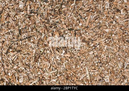 Segatura trucioli di legno di fondo o di tessitura, prodotto di scarto di lavorazione del legno Foto Stock