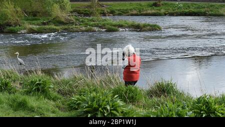 Peebles Scottish Borders, Regno Unito 3 maggio 20 . Coronavirus Covid-19 Pandemico vita quotidiana durante il blocco. Primavera nel Parco di Hay Lode. Fotografo captur Foto Stock