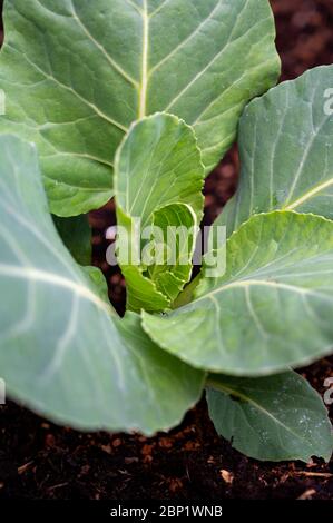 Primo piano di giovani germogli di piante di cavolo bianco in agricoltura biologica Foto Stock