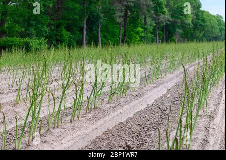 Ciclo di crescita estivo iniziale di asparagi bianchi pianta, sviluppo di felce Foto Stock