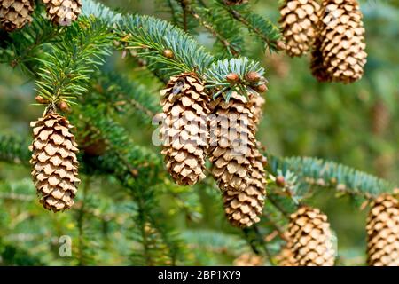 Sitka Spruce (picea sitchensis), primo piano di diversi coni maturi appesi sui rami di un albero. Foto Stock