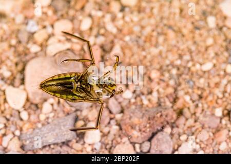 Piccolo scarabeo di acqua-boatman fotografato in un ambiente controllato. Foto Stock