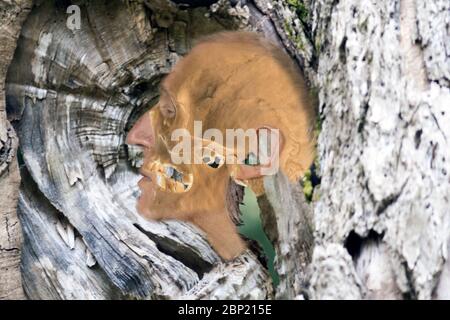 Vista laterale del cranio umano che si fonde nella testa umana, che deriva dall'albero. Concetto: Albero della vita, evoluzione, Darwin, umanità, natura, genesi, esistenza Foto Stock