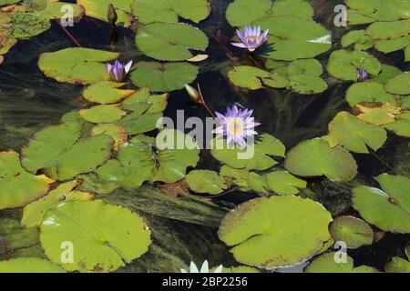 Primo piano di fiori di giglio viola, boccioli e una libellula blu seduta su un cuscinetto di giglio in uno stagno Foto Stock