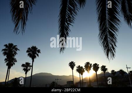 Palme al tramonto. Mar Mediterraneo. Menton, Costa Azzurra della Riviera francese. Foto Stock