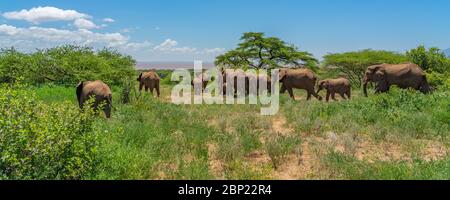 Mandria di elefanti bush africani (Loxodonta Africana) nel Parco Nazionale Tarangire in Tanzania. Foto Stock