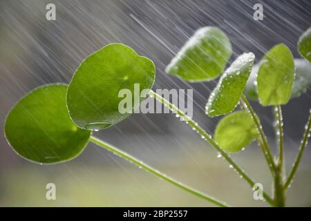 Annaffiatura di una pianta di Pilea peperomioides (impianto cinese di money). Spruzzare acqua. Primo piano con spruzzi d'acqua. Belle gocce d'acqua su foglie verdi. Foto Stock