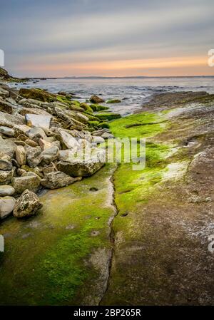 Flusso di deflusso come la marea è andato fuori appena con le alghe e dopo l'alba con una luce calda arancione bagliore all'orizzonte. Durlston Bay, Swanage, Dorset. Foto Stock