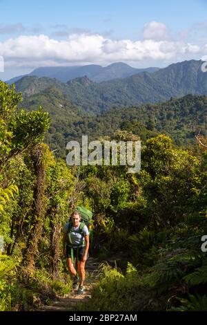 Una donna escursionista sul Tuahu Track vicino al rifugio te Reretukahia nella catena montuosa di Kaimai, Isola del Nord, Nuova Zelanda Foto Stock