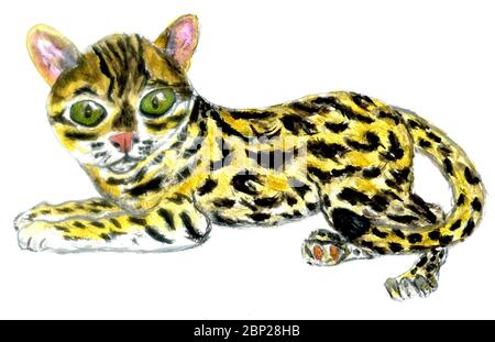 Gatto tropicale esotico selvaggio e raro, gatto leopardo di taiwan. Foto Stock