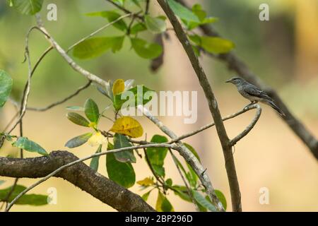 cuckooshreke a testa nera Coracina melanoptera, femmina adulta, arroccato in sottobosco, Nature's Nest, Goa, India, gennaio Foto Stock