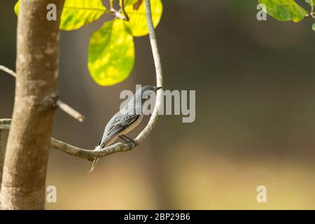 cuckooshreke a testa nera Coracina melanoptera, femmina adulta, arroccato in sottobosco, Nature's Nest, Goa, India, gennaio Foto Stock