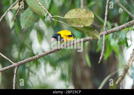 oriole Oriolus xanthornus con cappuccio nero, maschio adulto, arroccato su albero, Nido della natura, Goa, India, gennaio Foto Stock