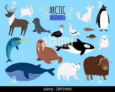 Animali artici. Carino insieme animale di artico o Alaska vettore illustrazione per l'educazione, pinguino e orso polare, volpe e renne isolato su sfondo bianco Illustrazione Vettoriale