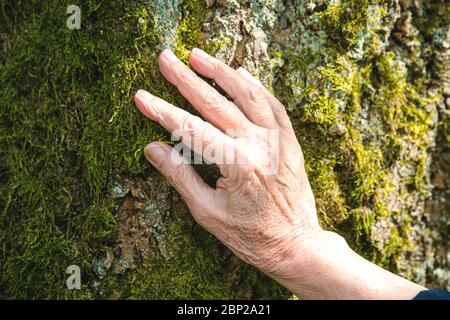 primo piano di donne più anziane mano che tocca la corteccia di un albero Foto Stock