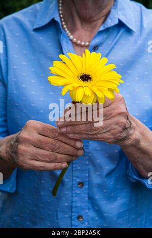 primo piano di donne più anziane che tengono una mano di fiore giallo Foto Stock