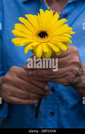 primo piano di donne più anziane che tengono una mano di fiore giallo Foto Stock