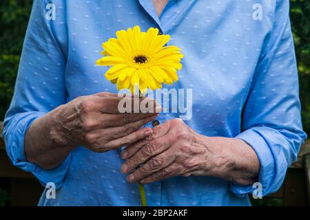 primo piano di donne più anziane che tengono una mano di fiore giallo Foto Stock