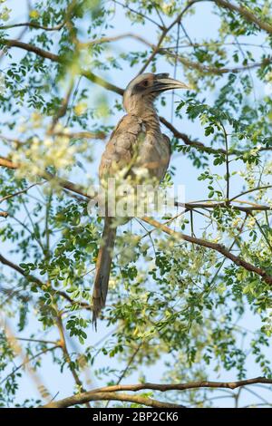 Becco grigio indiano Ocyceros birostris, femmina adulto, arroccato in albero, Padeli, Goa, India, gennaio Foto Stock