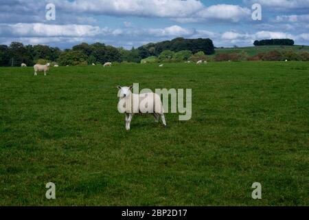 Un campo di pecora con uno che guarda lo spettatore Foto Stock