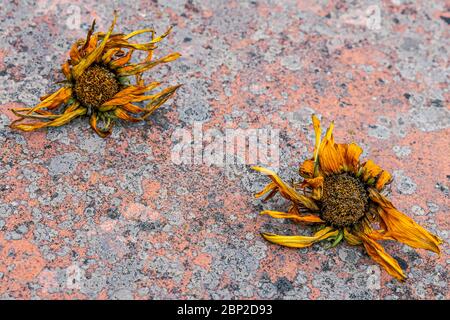 Due fiori gazania appassiti gialli su sfondo con muffa colorata Foto Stock