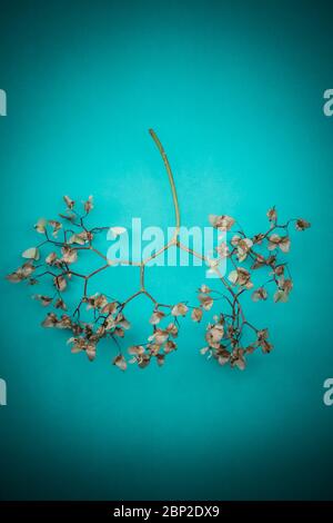 Fiori di Primavera che rappresentano i polmoni umani, concettuale studio shot. Foto Stock