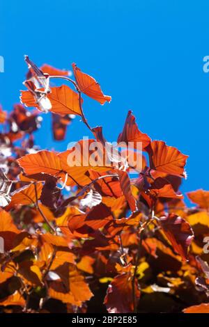 Il faggio viola (faggio rame) con foglie appena emerse in primavera Foto Stock