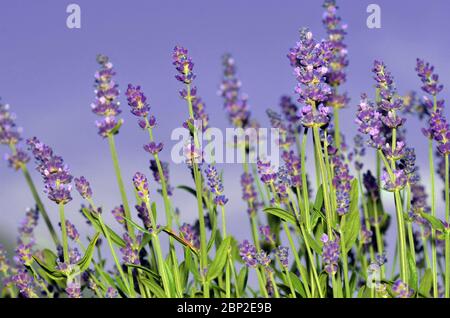 Lavandula angustifolia Foto Stock