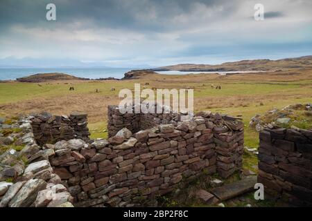 Il rum ponies il vecchio insediamento vicino a Kilmory Bay sull'isola di Rum, Scozia. Foto Stock