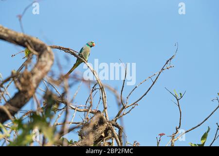 Malabar Parakeet Psittacula columboides, adulto maschio, arroccato in albero baldacchino, Nature's Nest, Goa, India, gennaio Foto Stock